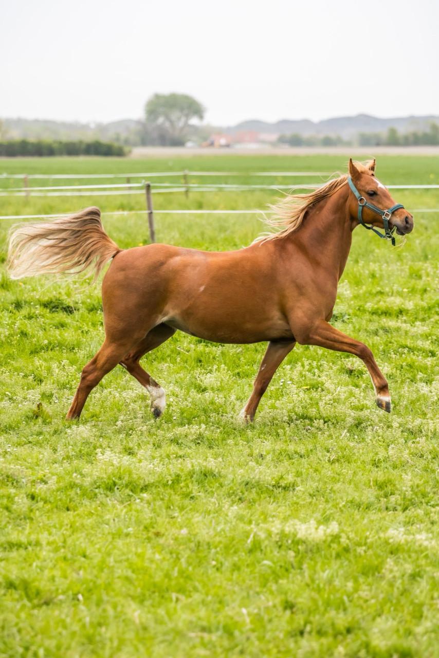 8 jarige B-welsh pony