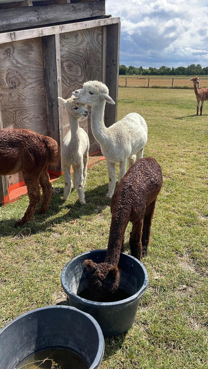 Mooie lieve alpaca ruin