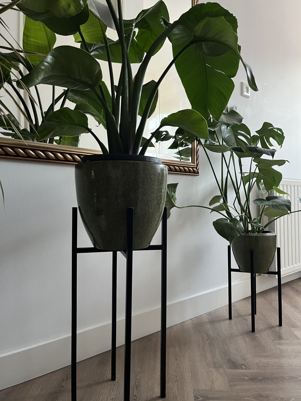 Kamerplant