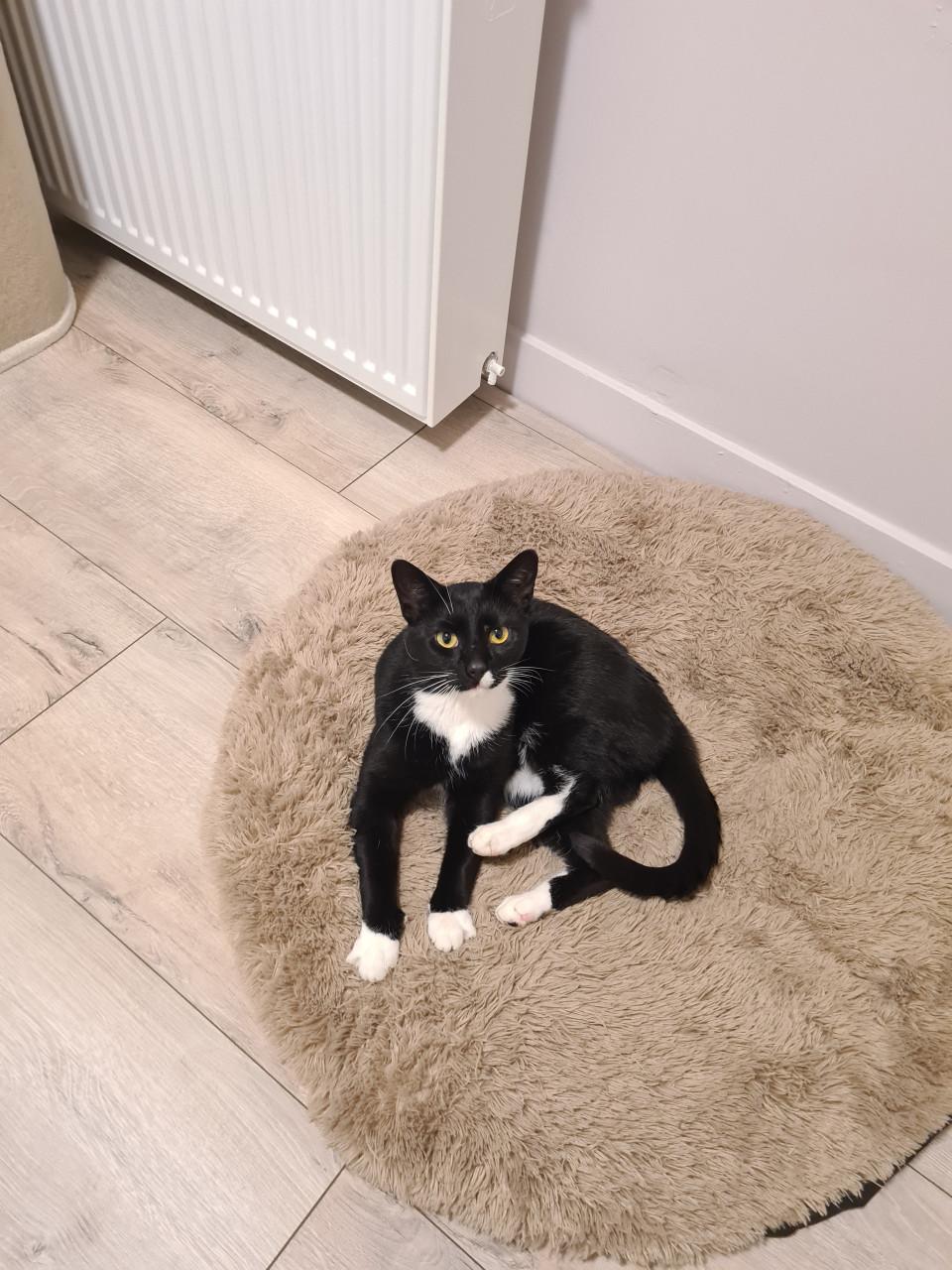 Otis zoekt fijn thuis