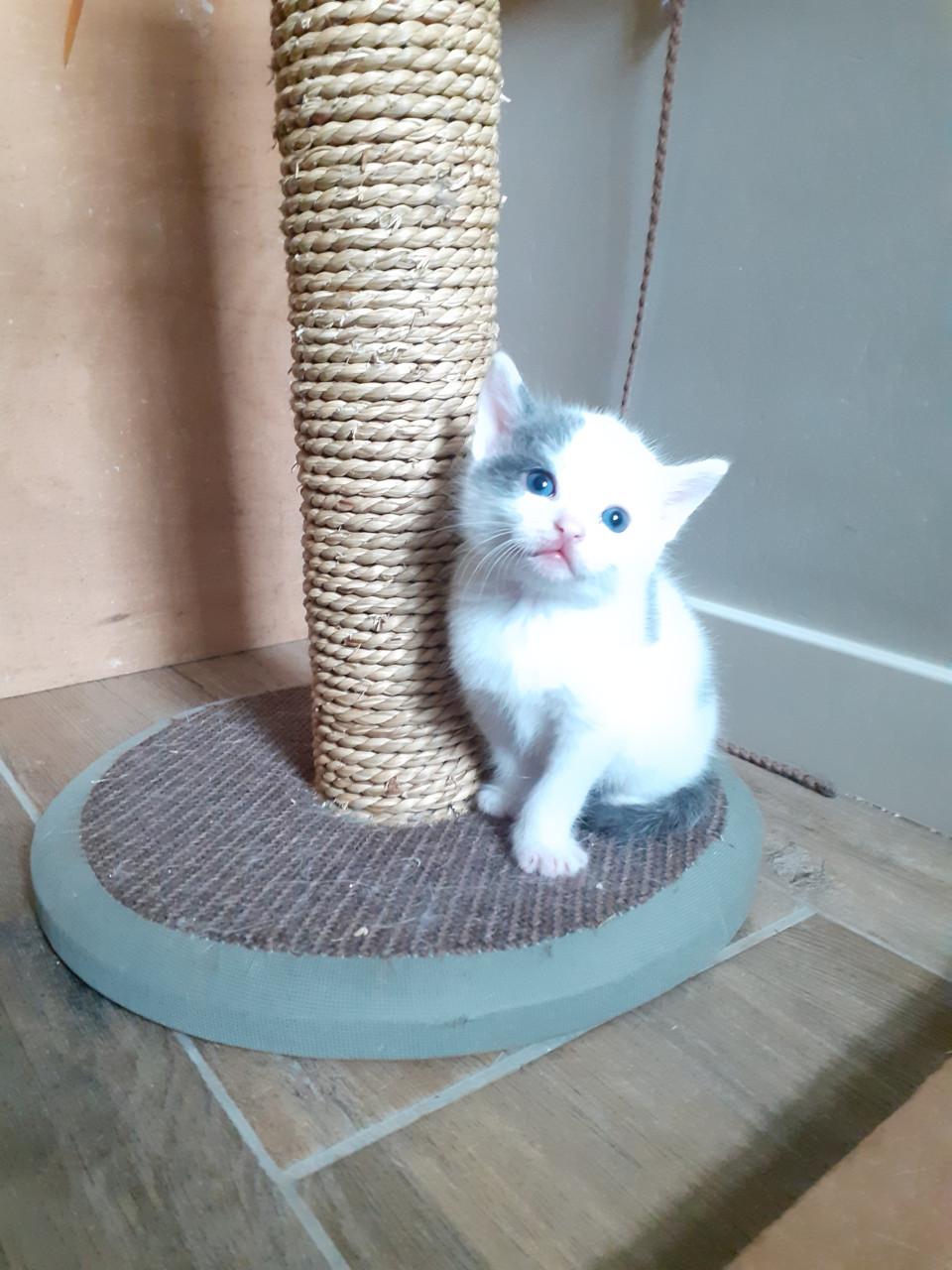 Kitten