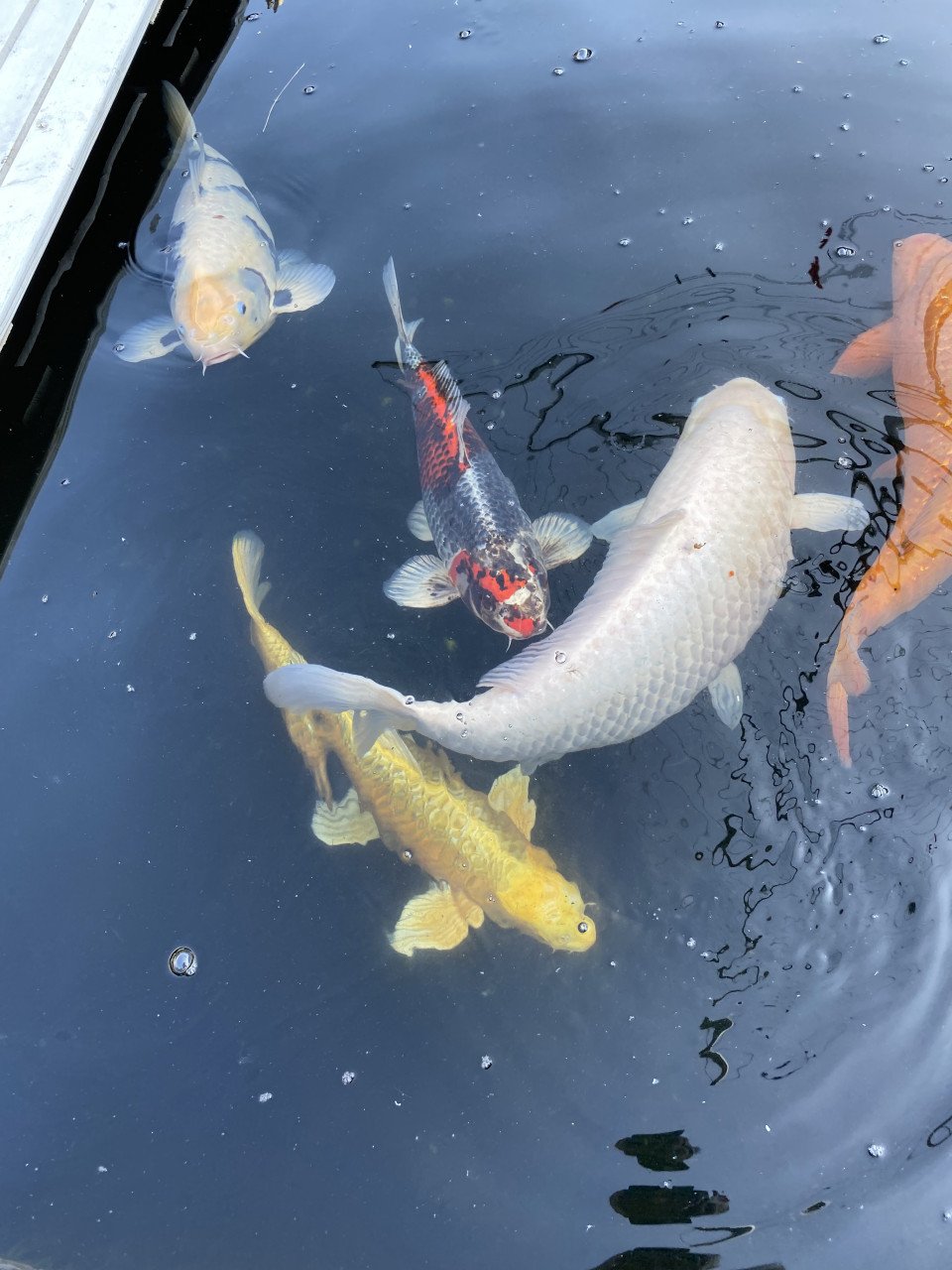 5 Koi karpers te koop ongv 50-70cm