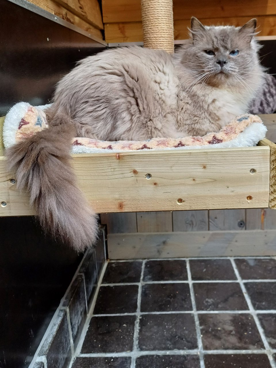Mooie lieve Ragdoll Blue Point kater met stamboom