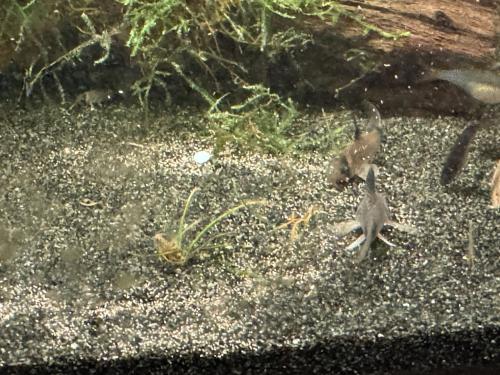 Panda Corydoras