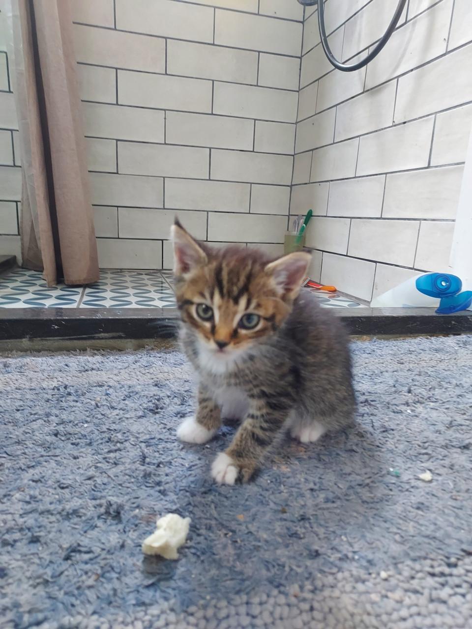 Kittens