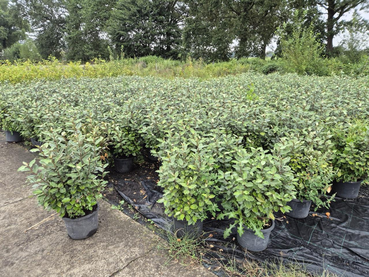 Forse olijfwilg compacta haagplanten