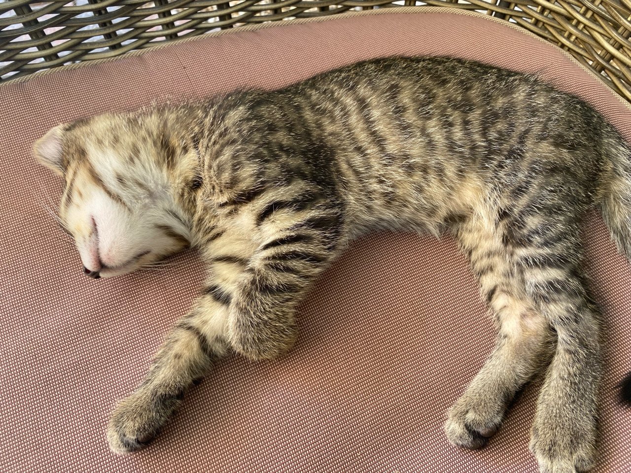 Kittens