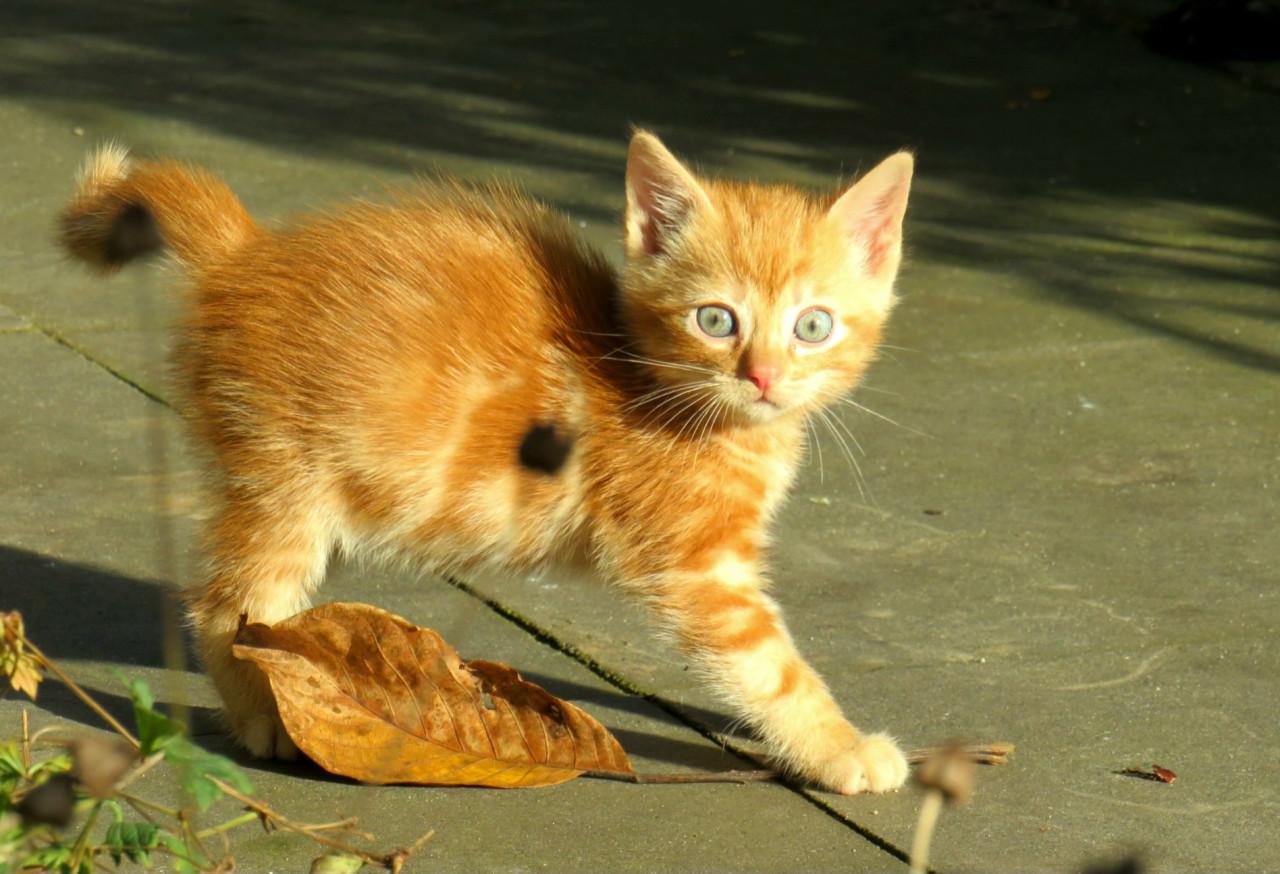 Kittens