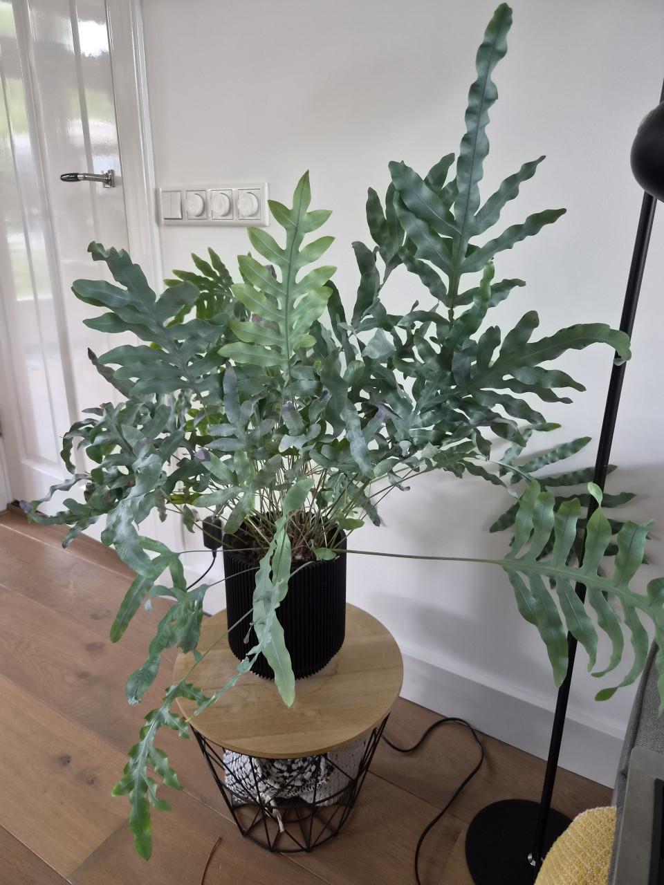 Kamerplant Blauwvaren