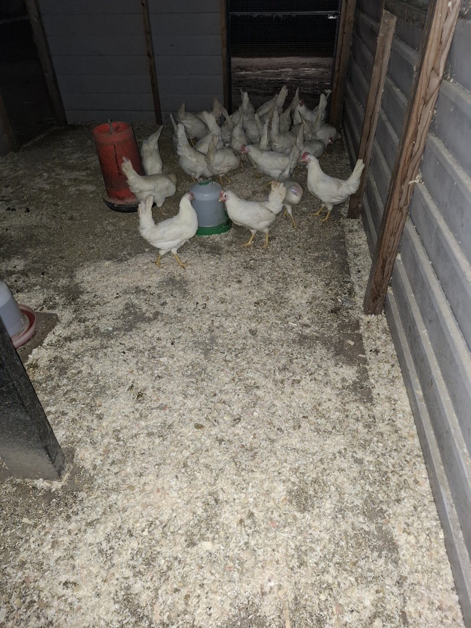 Witte leghorns, volop aan de leg