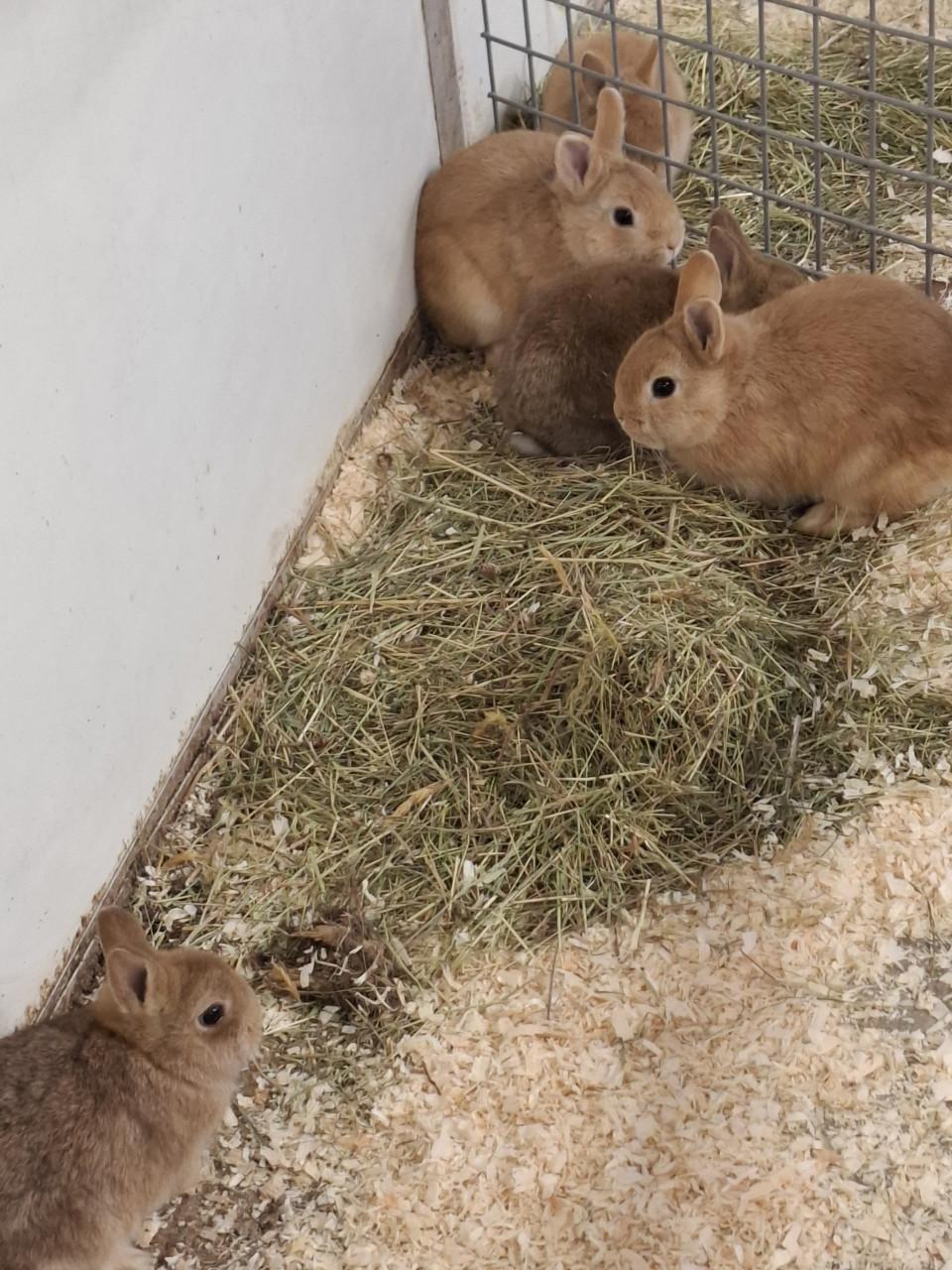 Jonge kleinblijvende dwergkonijntjes