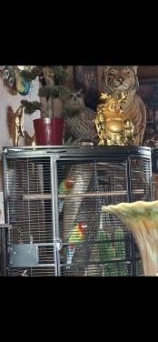 Koppelen prachtrosselas in nieuwe kooi.