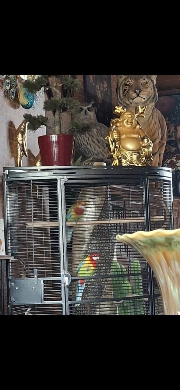 Koppelen prachtrosselas in nieuwe kooi.