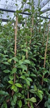 Toscaanse jasmijn planten biologisch gekweekt