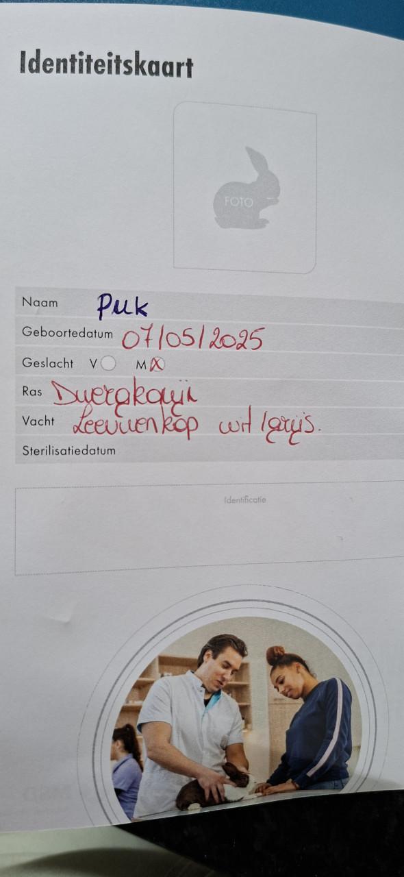 Konijntjes
