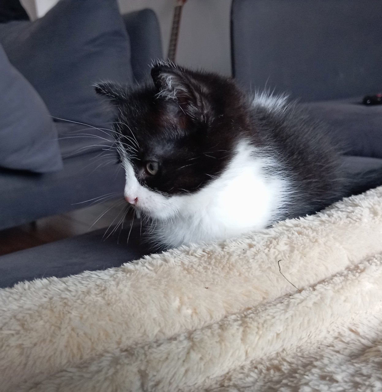 Kitten vrouwtje