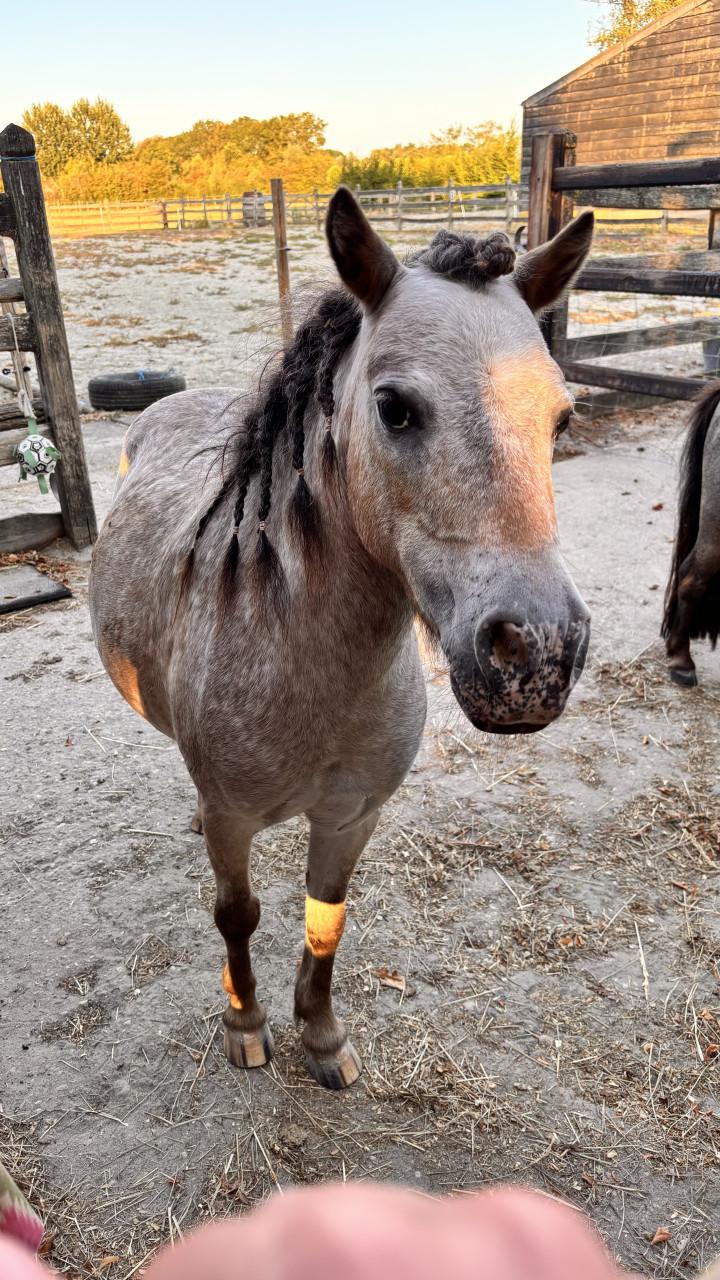 Leuk verzorgadres voor 3 lieve minipaardjes/pony’s gemeente Goes SHK