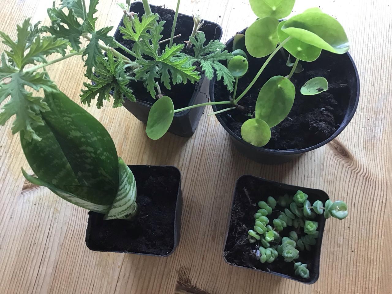 Plantjes