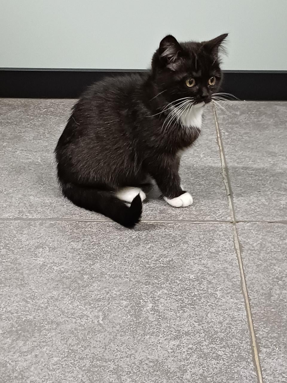 Zeer mooi Brits Korthaar x Ragdoll kitten POESJE