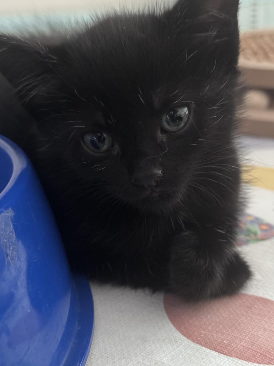 2 lieve kittens zoeken een liefdevol huis