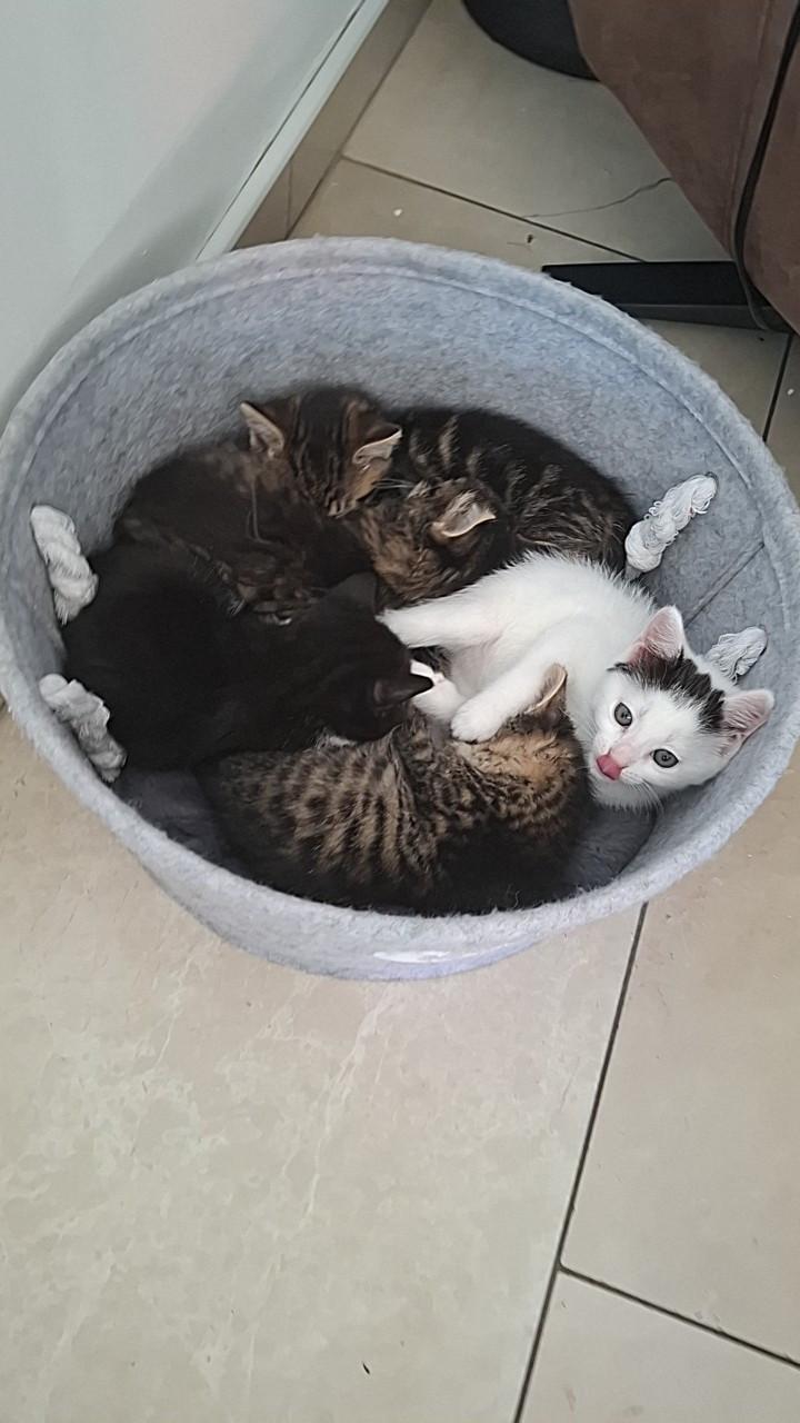 Kittens 9 weken