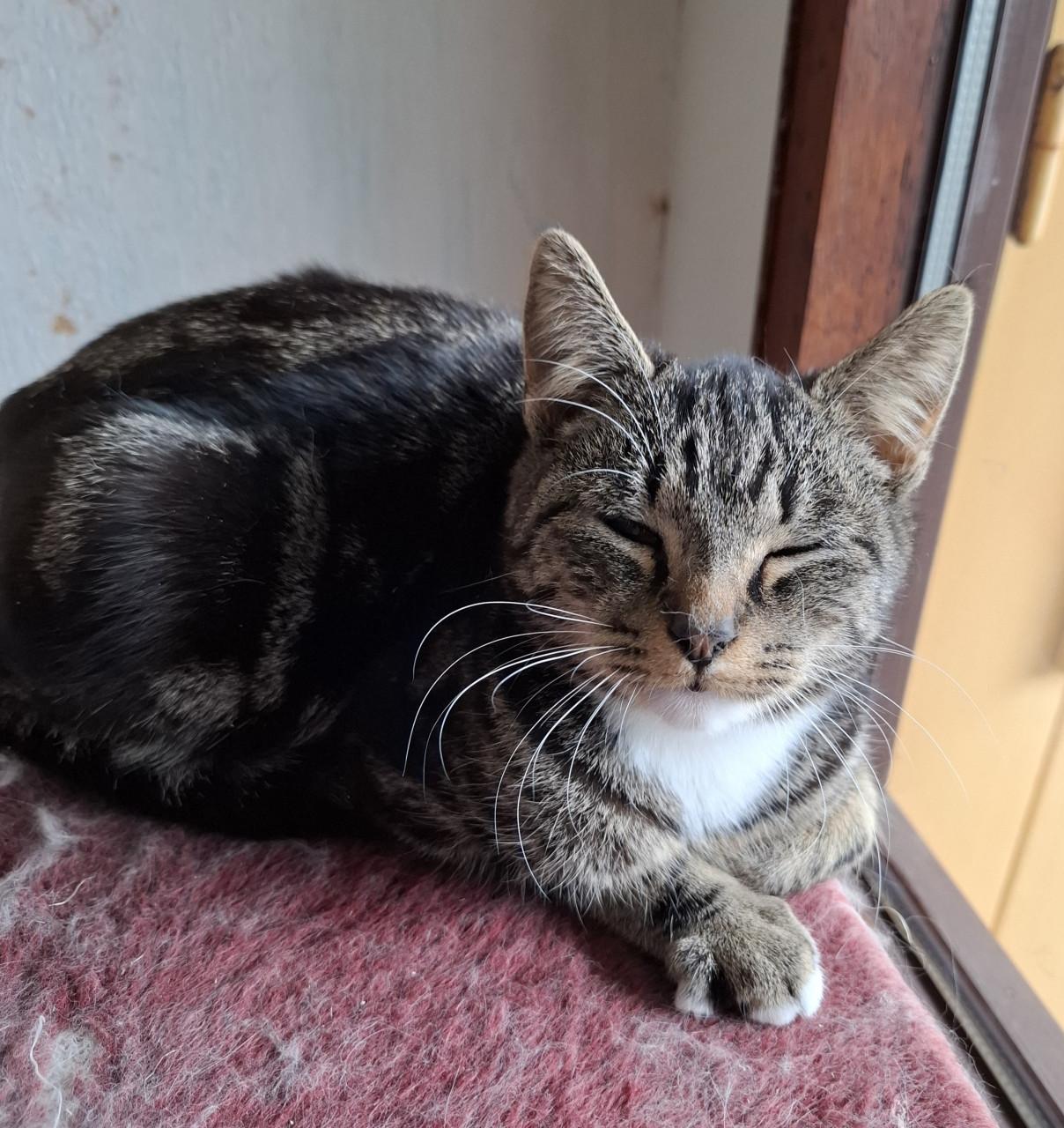 2 Kittens 6 maanden. Poes en katertje