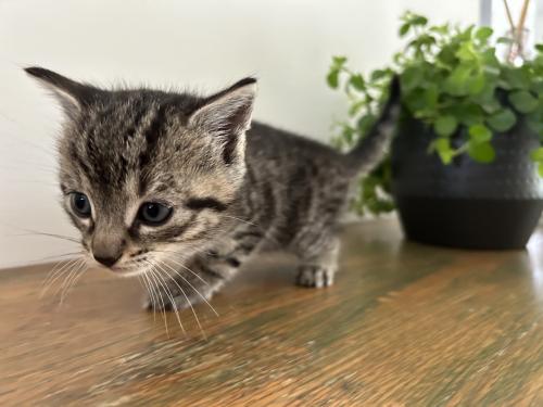 Kittens