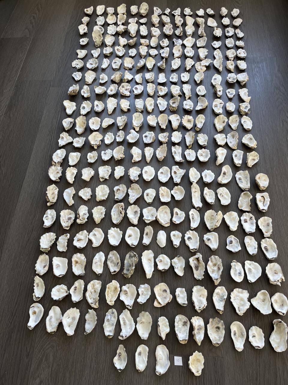 Oesterschelpen