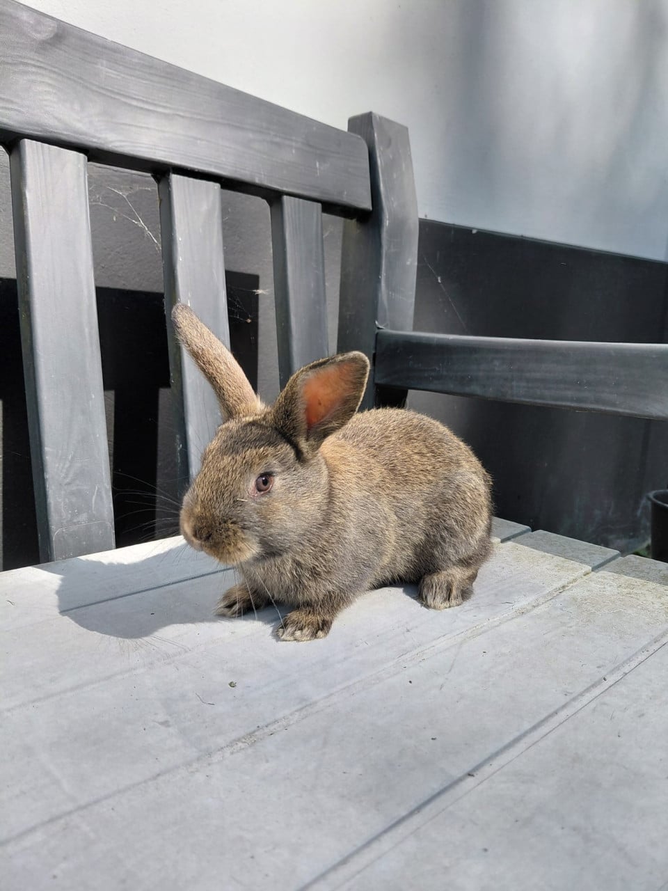 Jonge konijntjes,  Lotharinger middelgroot