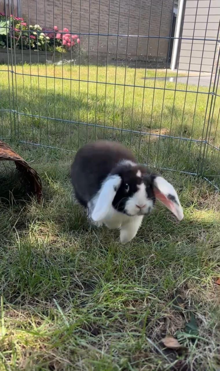 Jong Minilop/Hangoor Konijntje