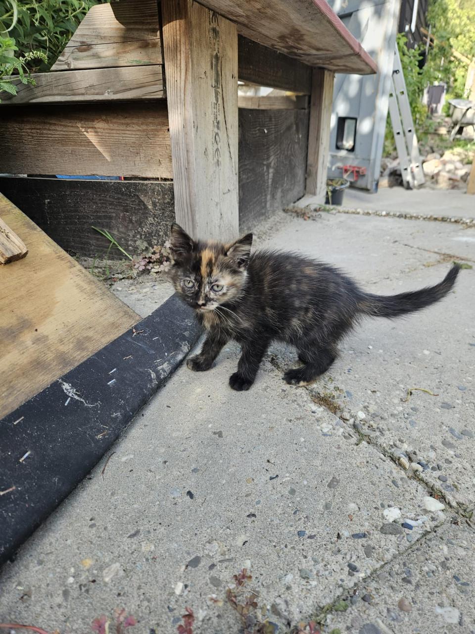 Jonge poesjes, kittens