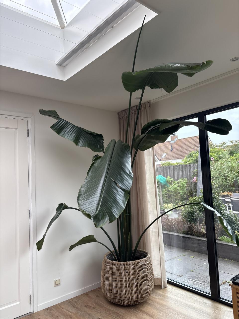 Grote Strelitzia plant