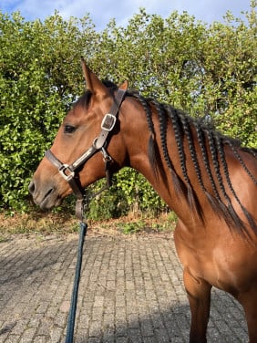 Tweejarige Partbred Arabier