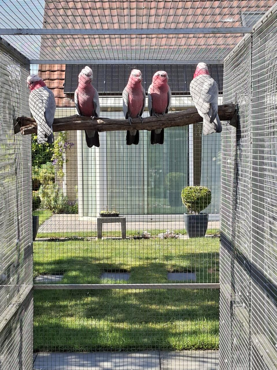 Rosé kaketoe