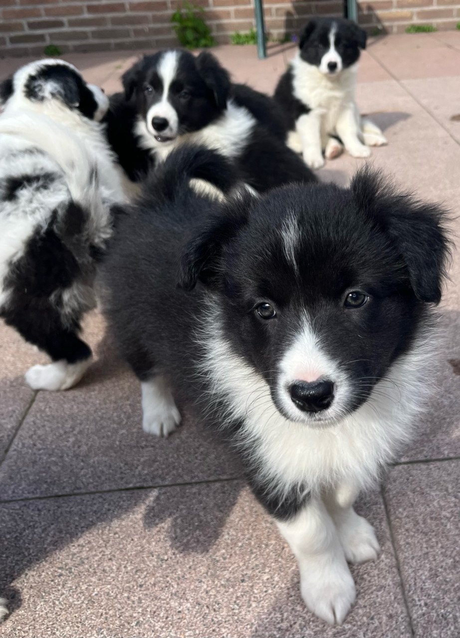 Border collie puppy’s
