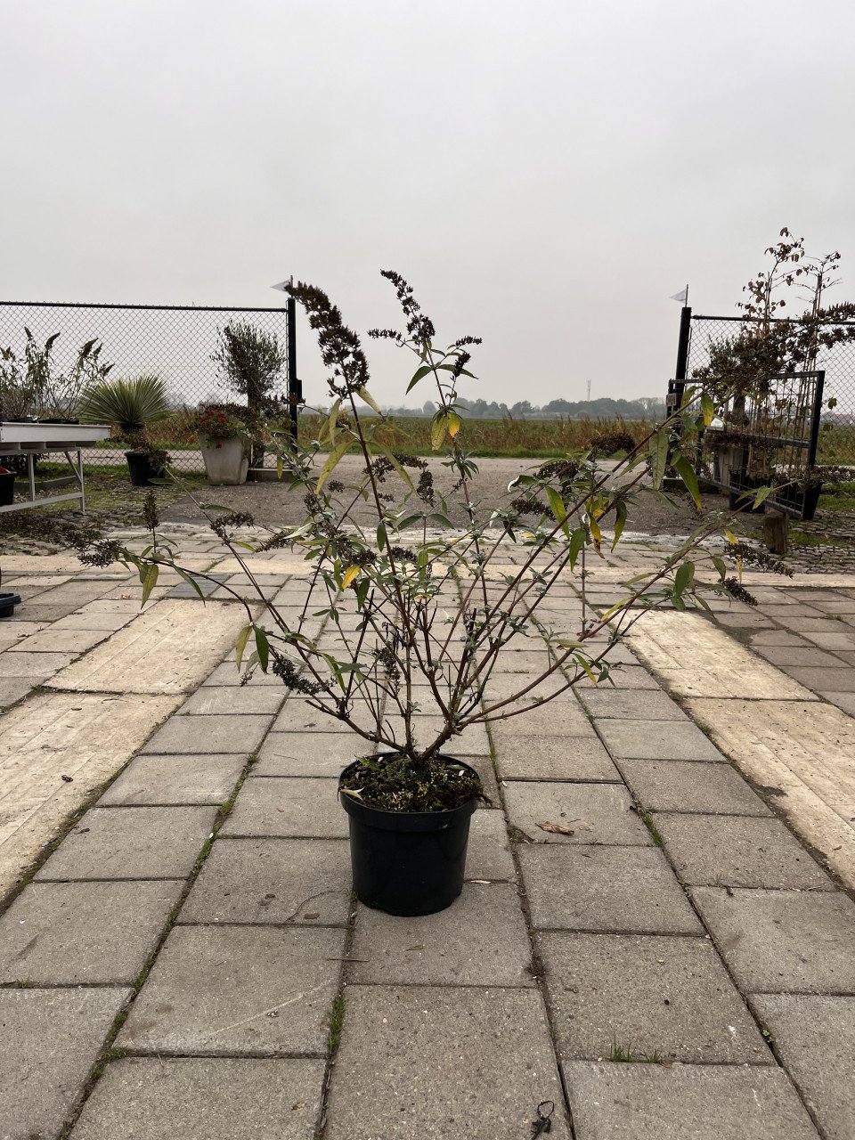Vlinderstruik Buddleja Davidii kleur roze, Royal Red 80/100 cm