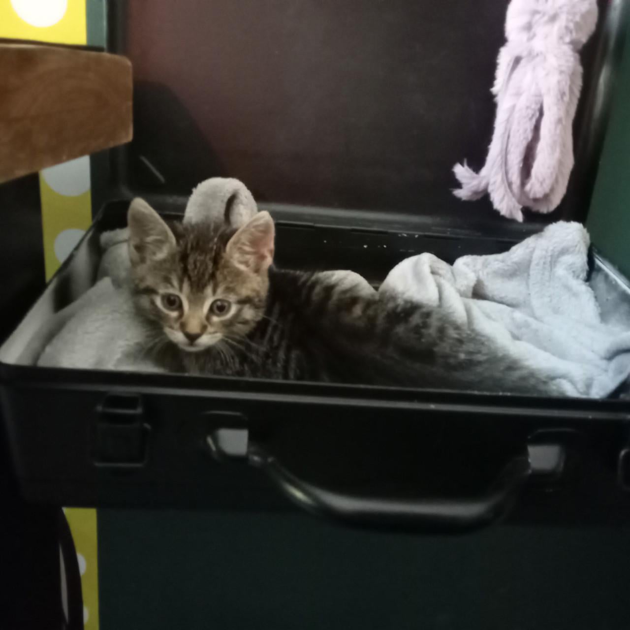 Kittens zoeken gouden mandje 👸👸