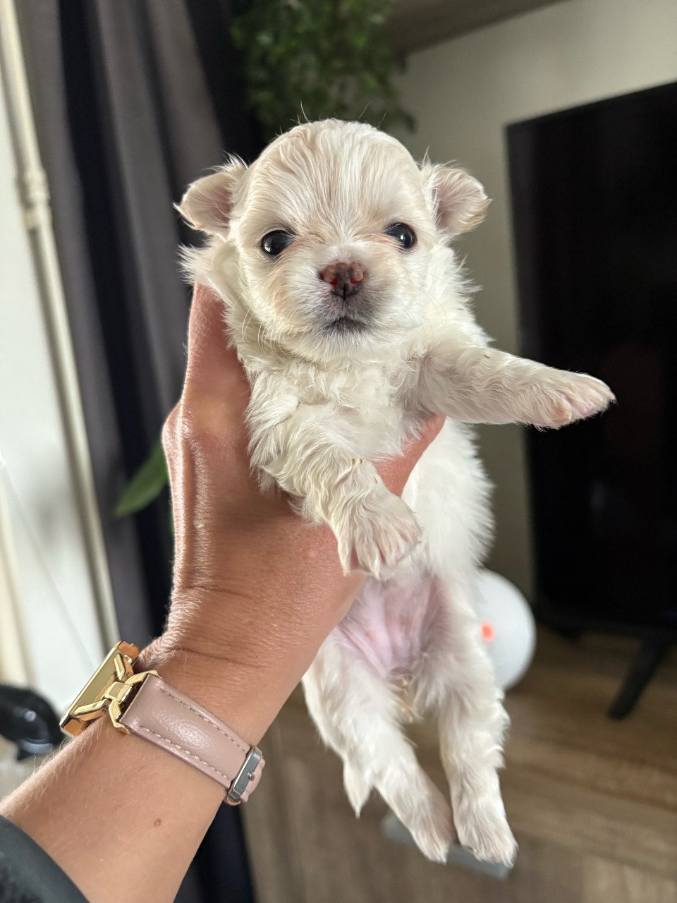 Hihuahua puppys