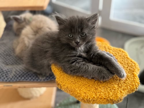 Super lief poesje Ragdoll x Nebelung poesje blauw / grijs