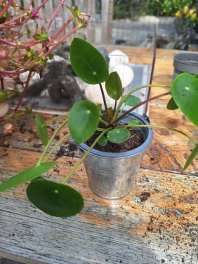 Pannenkoekplant in pot