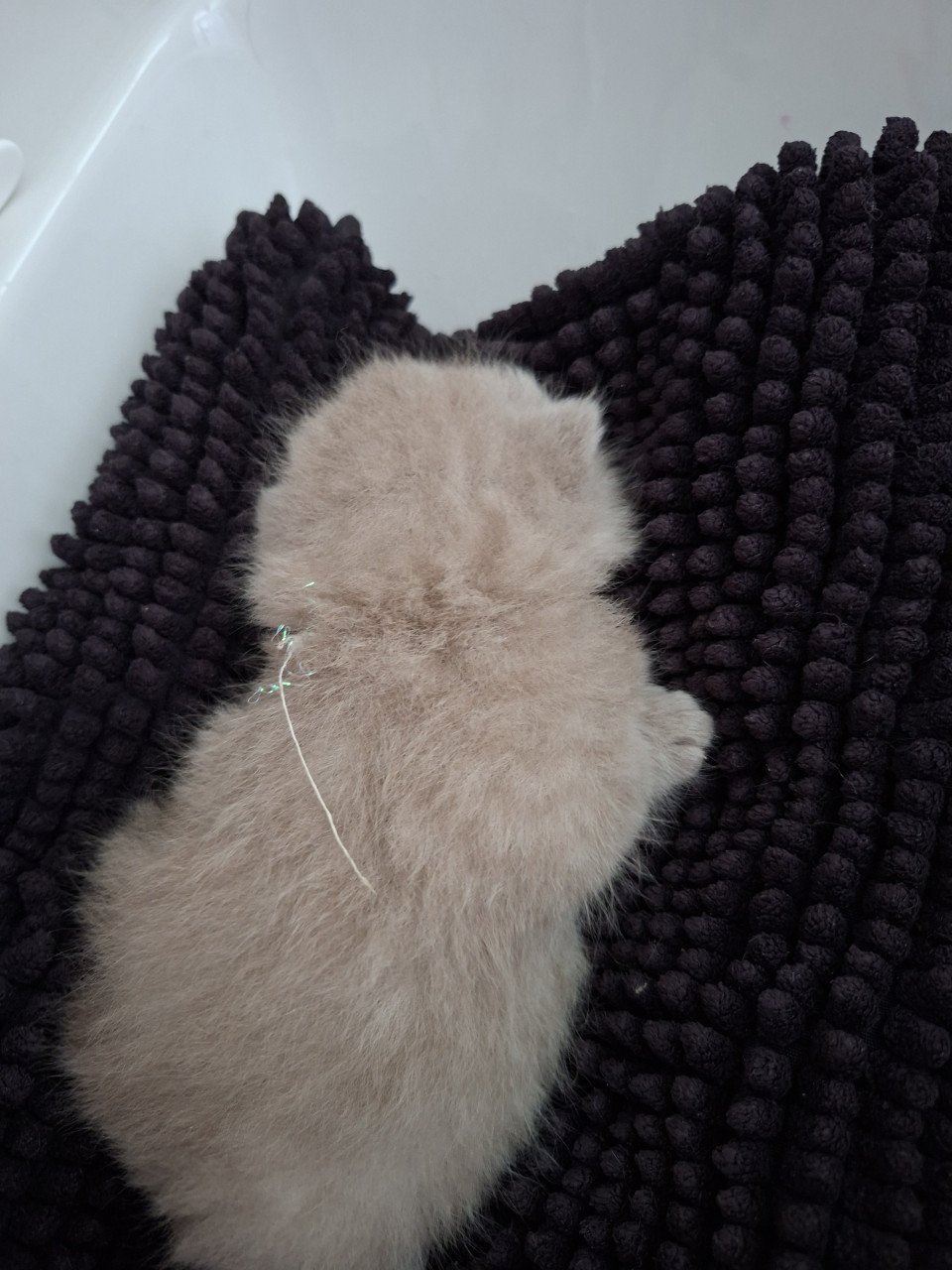 Britse korthaar kittens