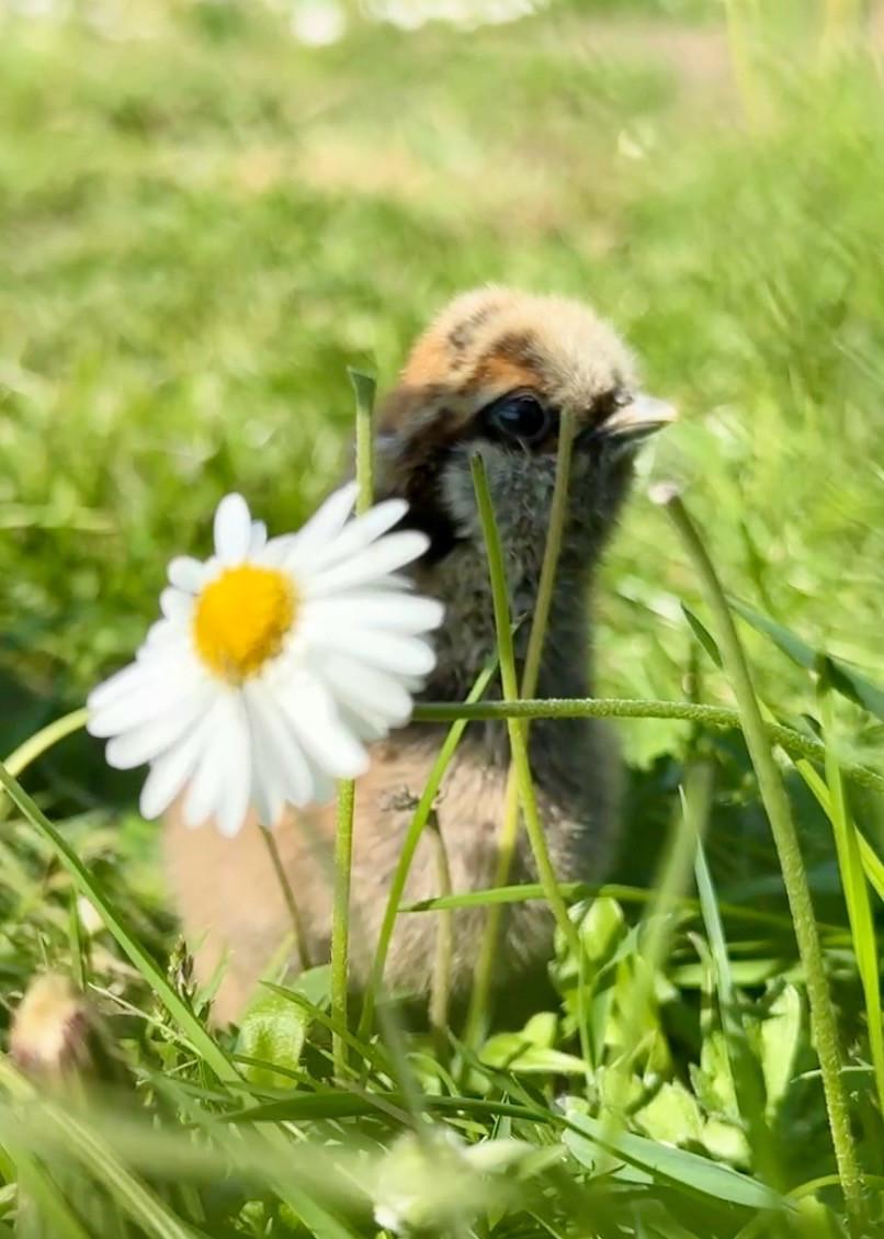 Broedeieren Zijdehoentjes