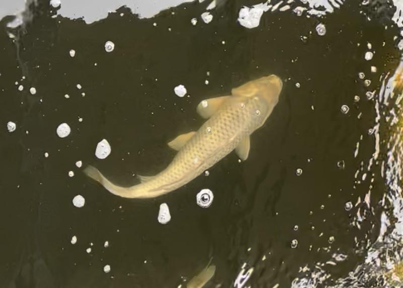 Koi`s voor een kleine prijs