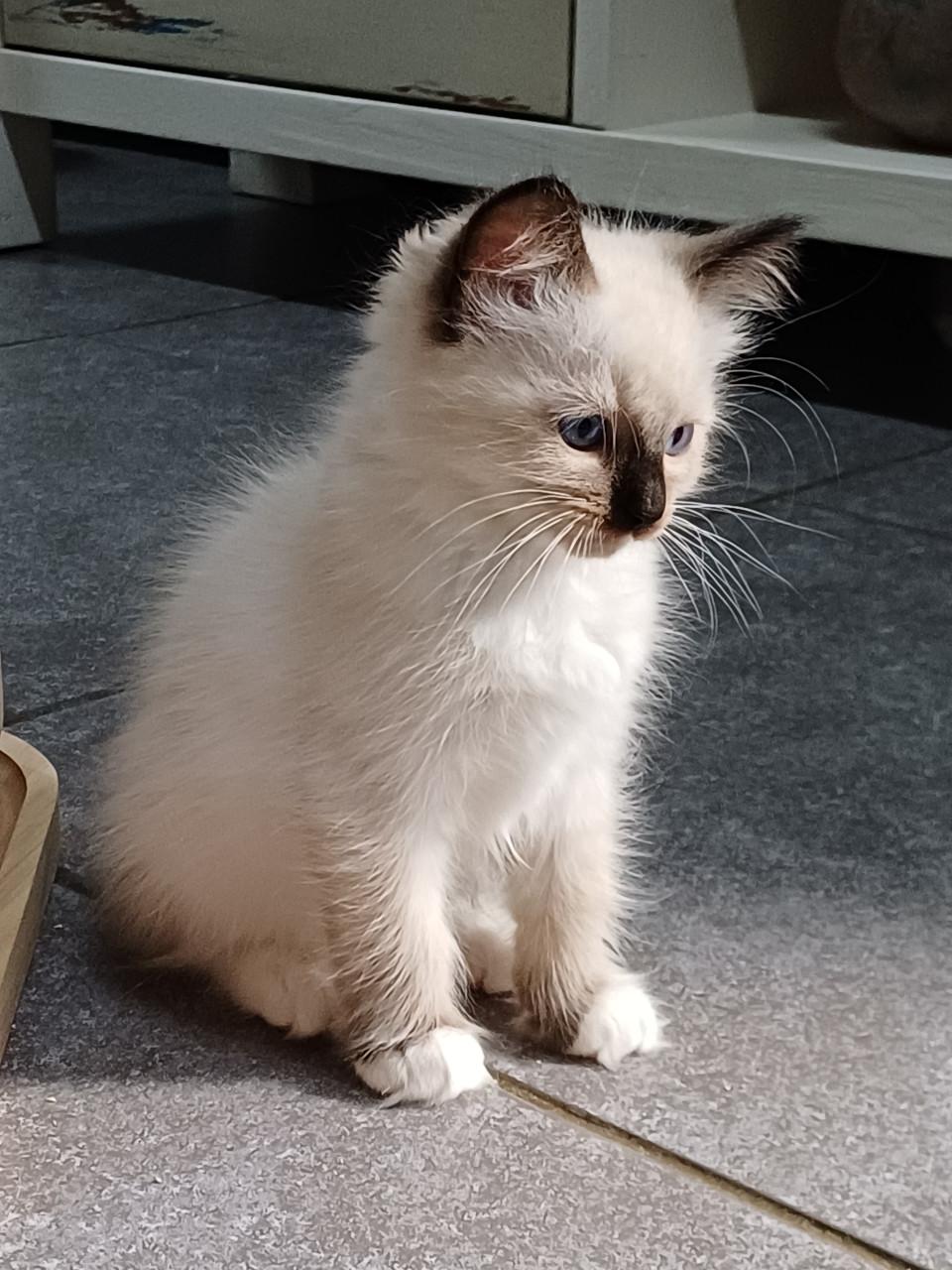 Super leuke Ragdoll kittens met stamboom beschikbaar.