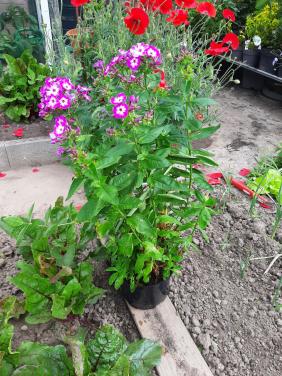 Phlox paniculata