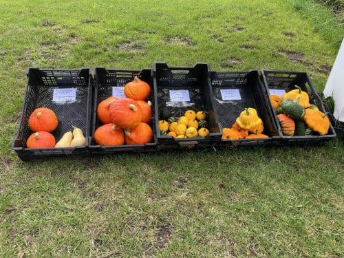 Pompoenen en kalebassen