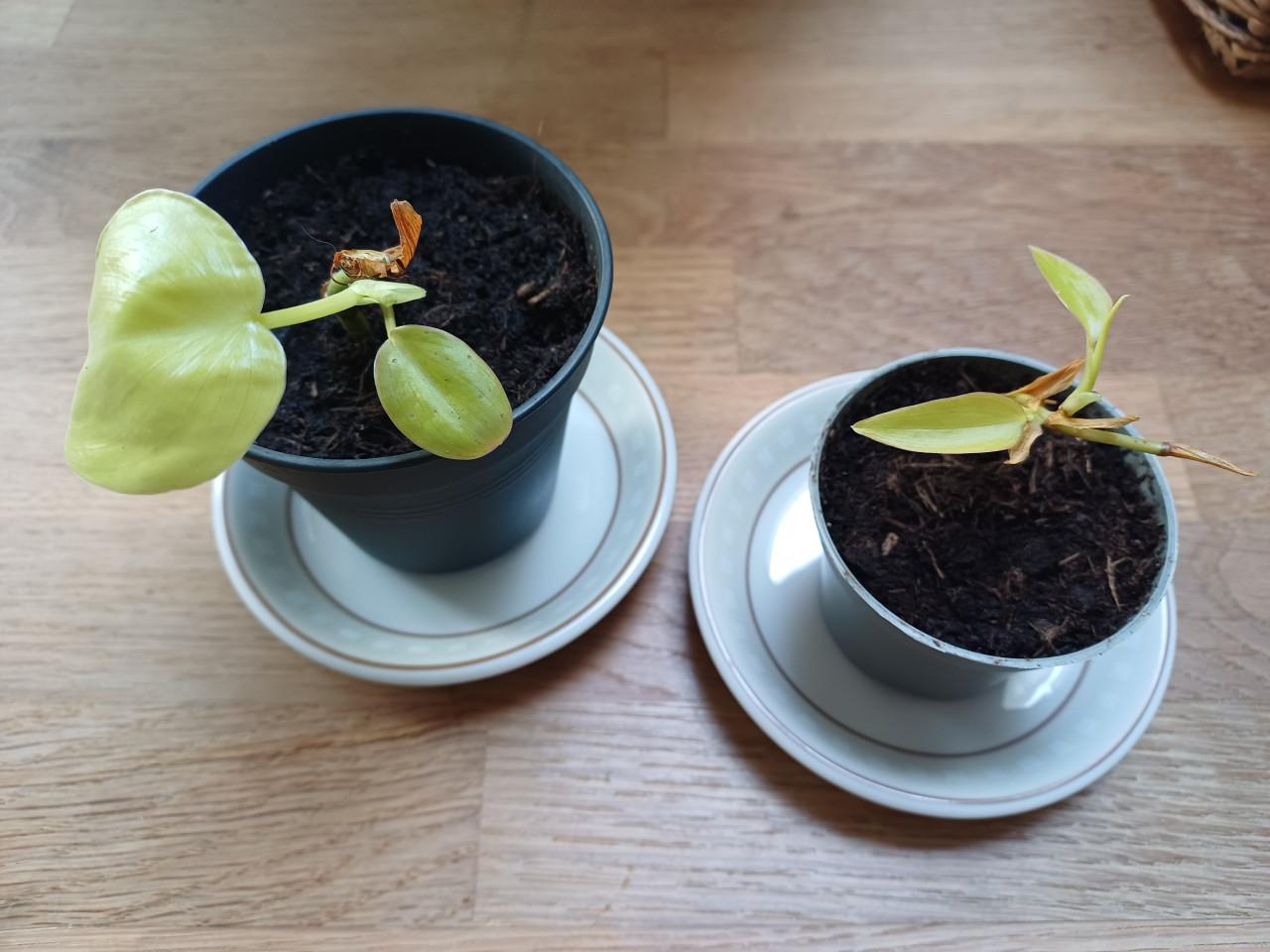 Twee stekjes van de Philodendron Lemon Lime - samen 1,50!