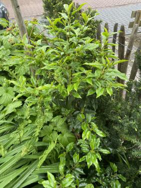 Portugese laurier, 3 stuks, 130 cm groot.