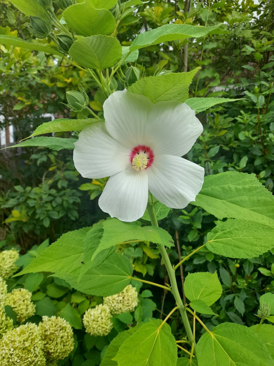 Hibiscus Moscheutos