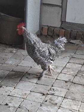 Mooie haan